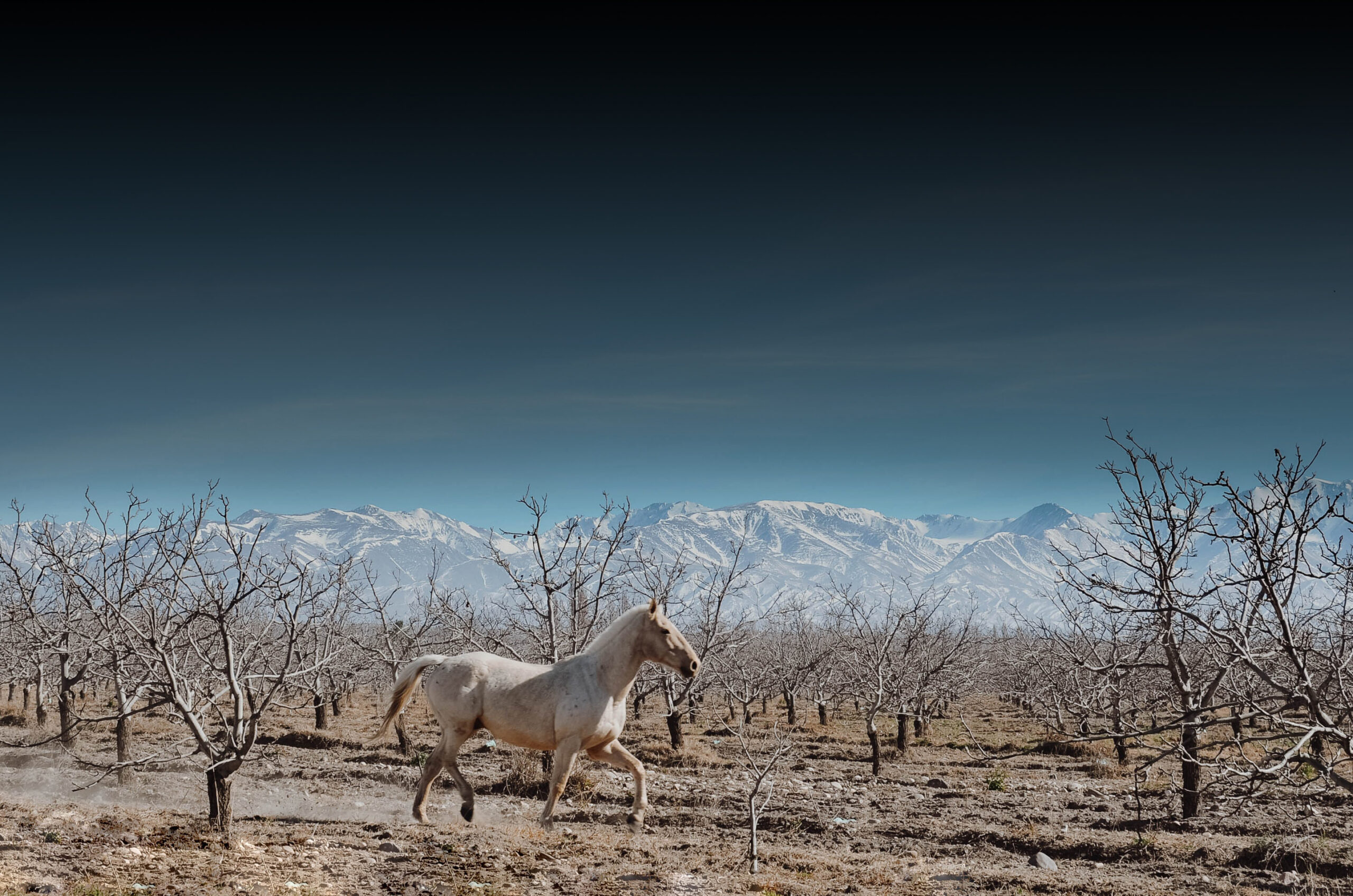 Proyecto mendocino de Bodega Rolland